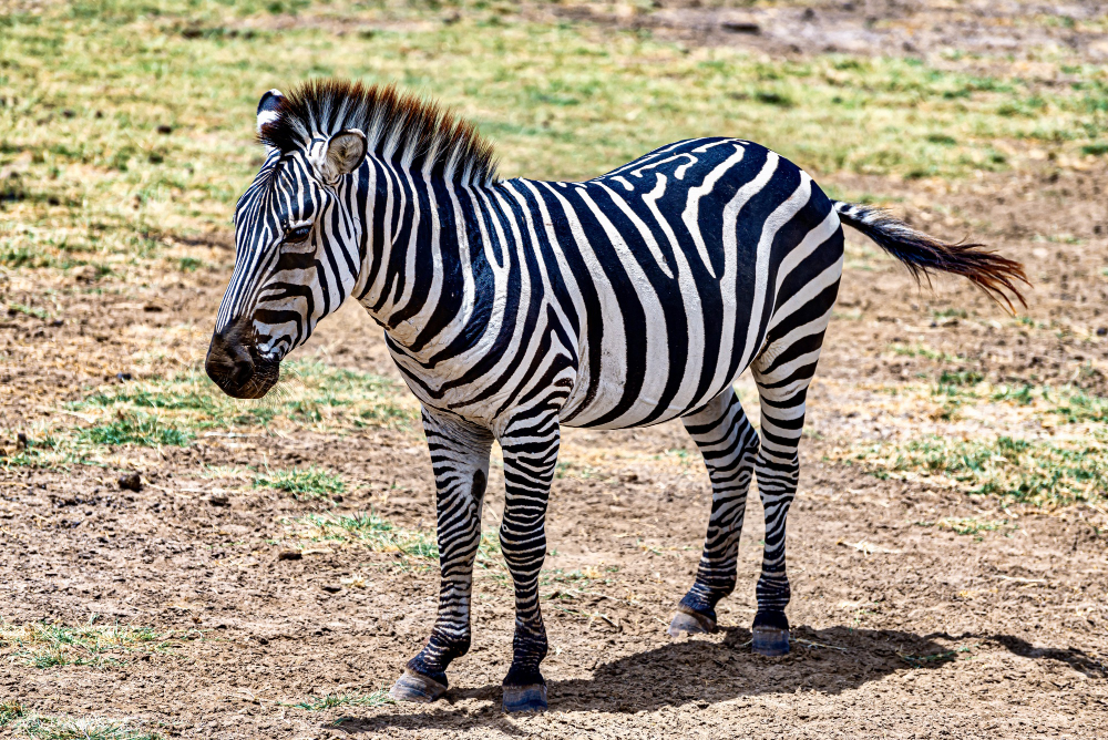 Zebra